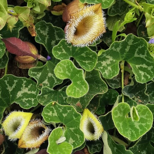 Зображення Хвилівник (Аристолохія) чилійський - Aristolochia chilensis 
