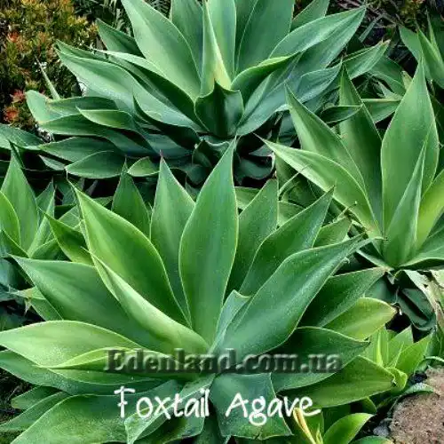 Изображение Агава оттянутая подвид оттянутая - Agave attenuata subsp. attenuate