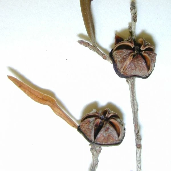 Зображення Лептоспермум Петерсона  - Leptospermum petersonii 