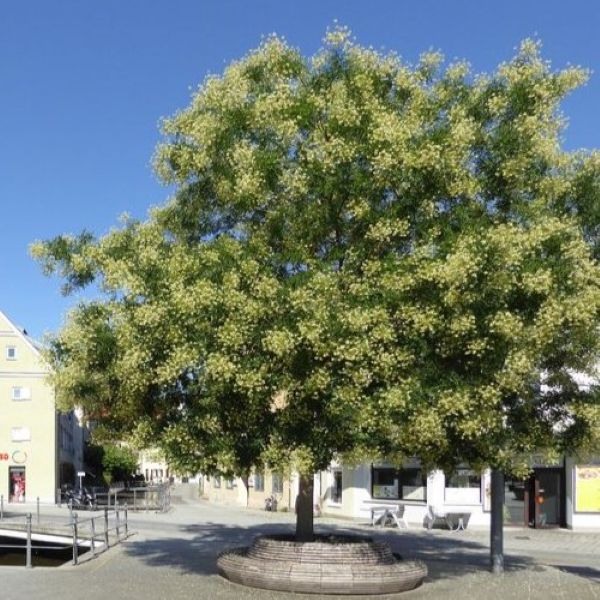 Изображение Стифнолобиум японский  - Styphnolobium japonicum