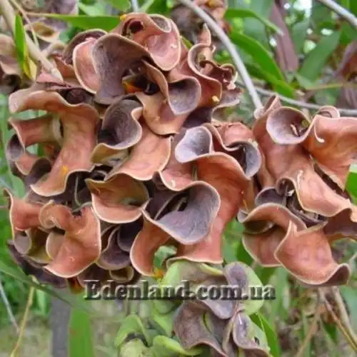 Акація вушкоподібна - Acacia auriculiformis