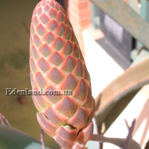 Зображення початок квітіння