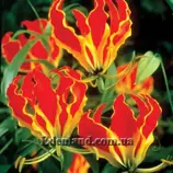 Изображение Глориоза Ротшильда - Gloriosa Rothscildiana