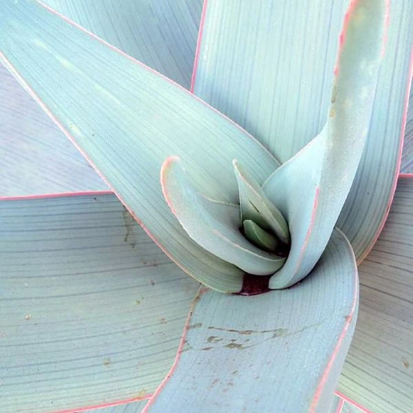 Зображення Алое смугасте - Aloe striata 