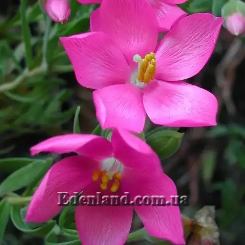 Изображение цветы