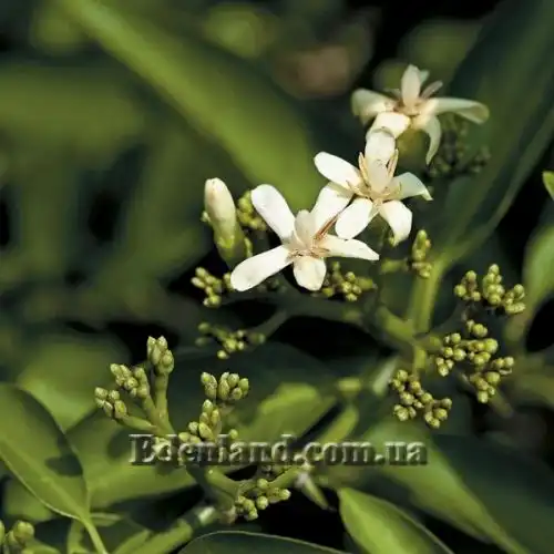 Изображение Оксицерос щетинистый - Oxyceros horridus