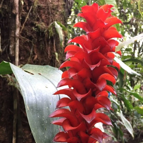 Зображення Піткернія чорна - Pitcairnia nigra 