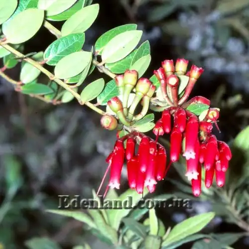 Макления скальная - Macleania rupestris