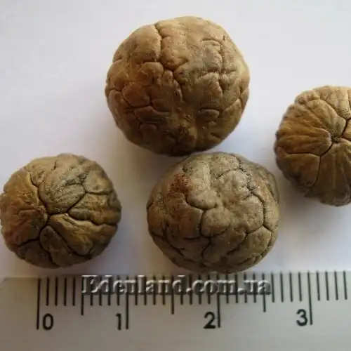 Изображение Коккотринакс волосатый подвид волосатый - Coccothrinax crinita subsp. crinita