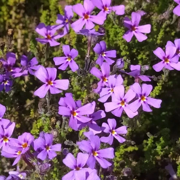 Изображение Джеймсбриттения мелколистная - Jamesbrittenia microphylla   