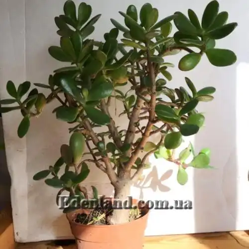 Изображение Крассула, Толстянка - Crassula