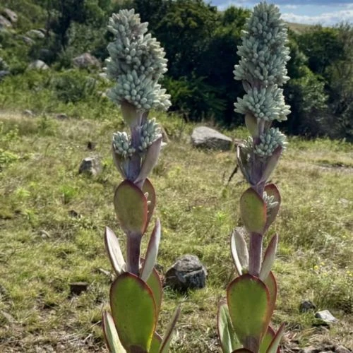 Зображення Каланхое Лусія - Kalanchoe luciae