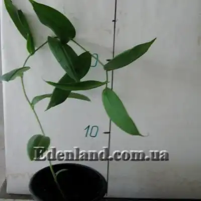 Изображение саженцы в продаже