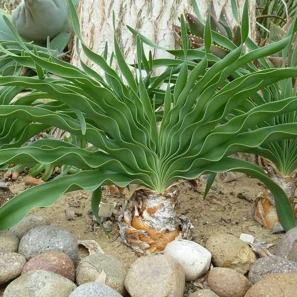 Изображение Боофона двухрядная  - Boophone disticha