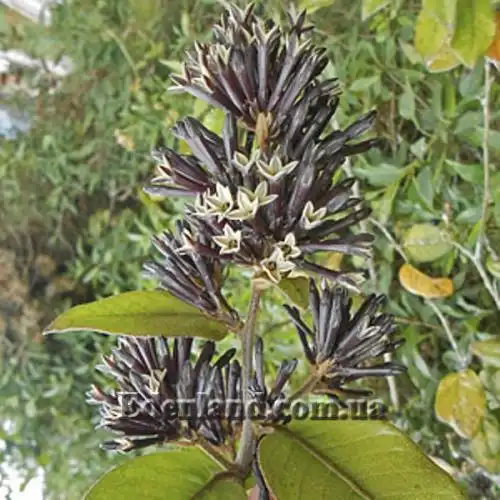 Изображение Цеструм самшитолистный  - Cestrum buxifolium
