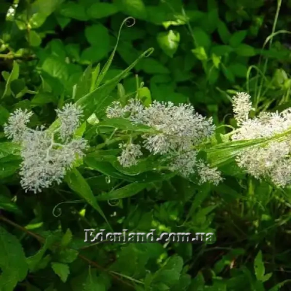 Зображення Флагелларія індійська - Flagellaria indica