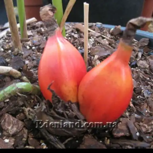 Изображение Афрамомум бело-фиолетовый - Aframomum alboviolaceum