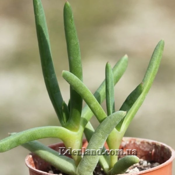 Изображение Цефалофиллум Альстона  - Cephalophyllum alstonii