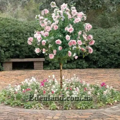 Изображение Гибискус сирийский (цвет - смесь) - Hibiscus syriacus