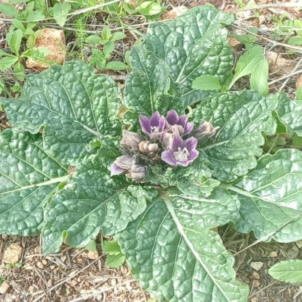 Изображение Мандрагора осенняя - Mandragora autumnalis 