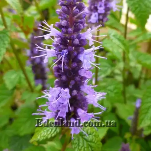 Изображение Агастахис морщинистый  - Agastache rugosa