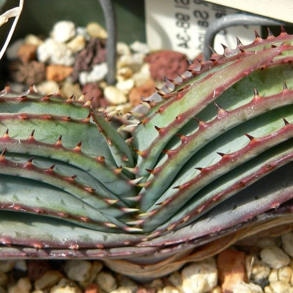 Зображення Алое надлистяне - Aloe suprafoliata 