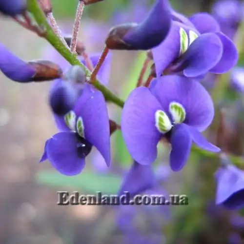 Изображение Гарденбергия Комптона - Hardenbergia comptoniana