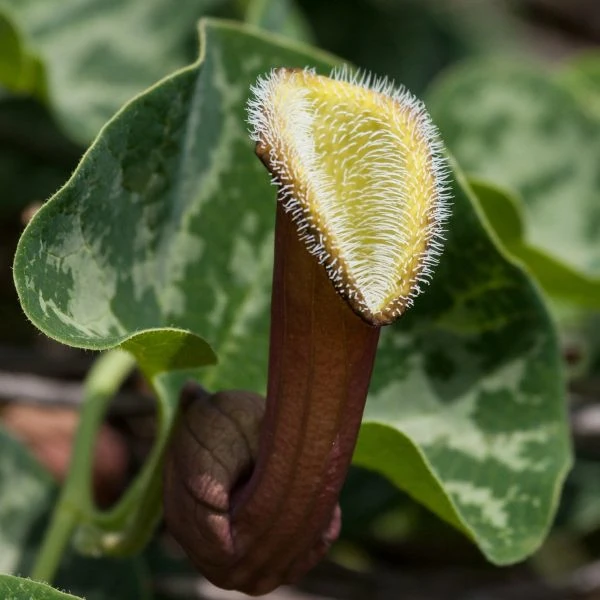 Зображення Хвилівник (Аристолохія) чилійський - Aristolochia chilensis 