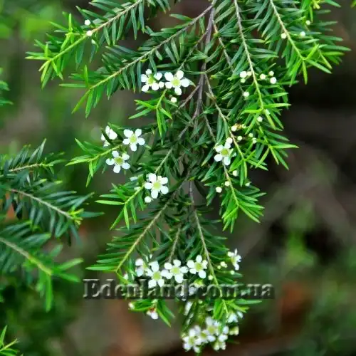 Изображение Саннанта прутьевидная - Sannantha virgata