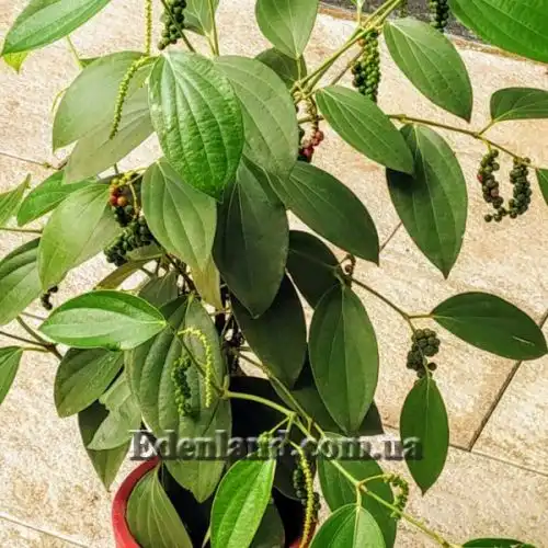 Зображення Перець чорний - Piper nigrum 