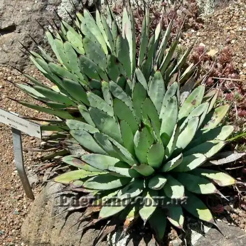 Изображение Агава крупноколючковая - Agave macroacantha