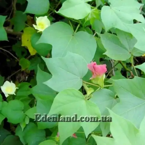 Изображение Госсипиум (хлопчатник) мохнатый - Gossypium hirsutum