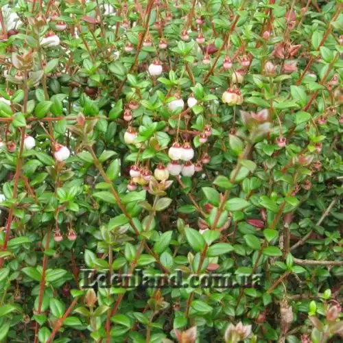 Изображение Угни Молины - Ugni molinae