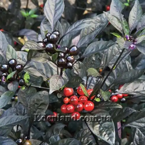 Изображение Перец Черная жемчужина - Capsicum Black Pearl    