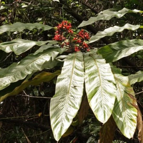 Зображення Альпінія прекрасна 'Нова Гвінея' - Alpinia pulchra 'New Guinea'  