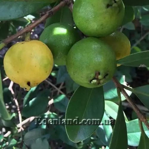 Изображение Псидиум Кэттли блестящий  - Psidium cattleianum lucidum 