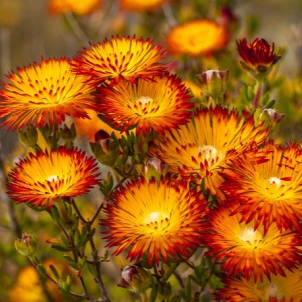 Дрозантема двокольорова - Drosanthemum bicolor