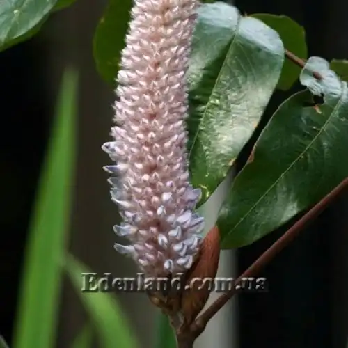 Изображение Урария волосатая - Uraria crinite