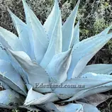 Изображение Агава Хаварда  - Agave havardiana
