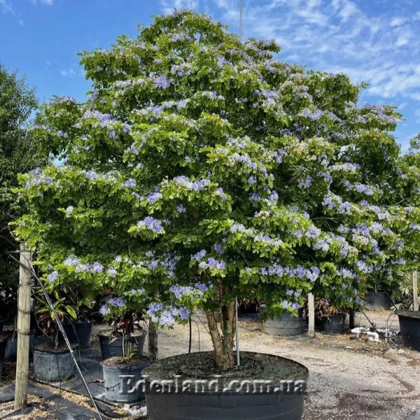 Изображение цветущее растение в горшке