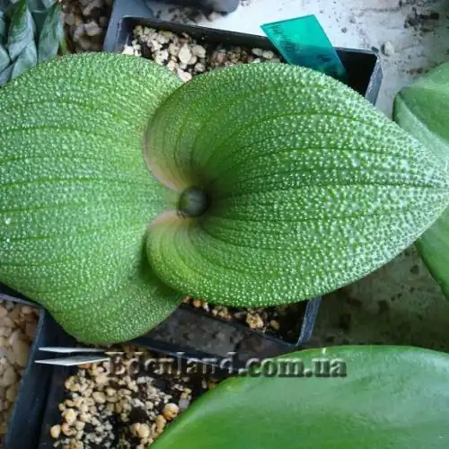 Изображение Массония щетинистая - Massonia echinata