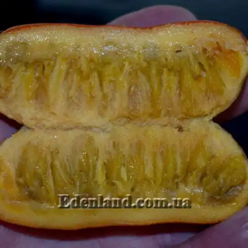 Изображение Увария вогнутая - Uvaria concava