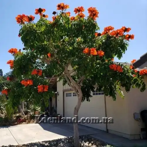 Изображение Спатодея колокольчатая - Spathodea campanulata
