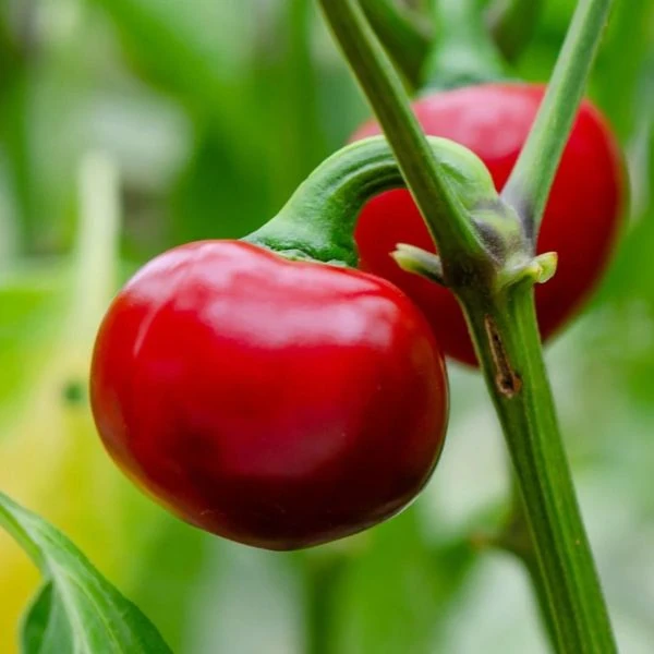 Зображення Перець гострий Корал - Capsicum annuum Koral  