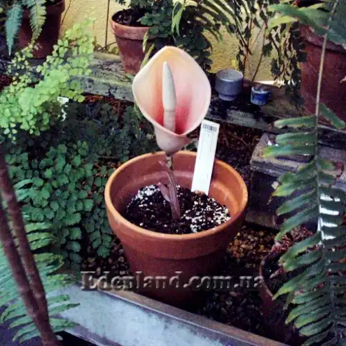 Зображення квітка