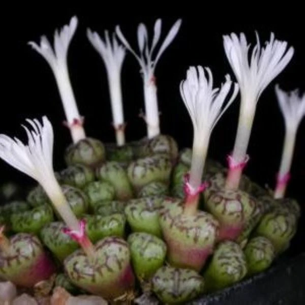 Изображение Конофитум обратносердцевидный  - Conophytum obcordellum