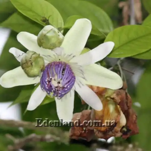 Изображение Пассифлора Попено - Passiflora popenovii