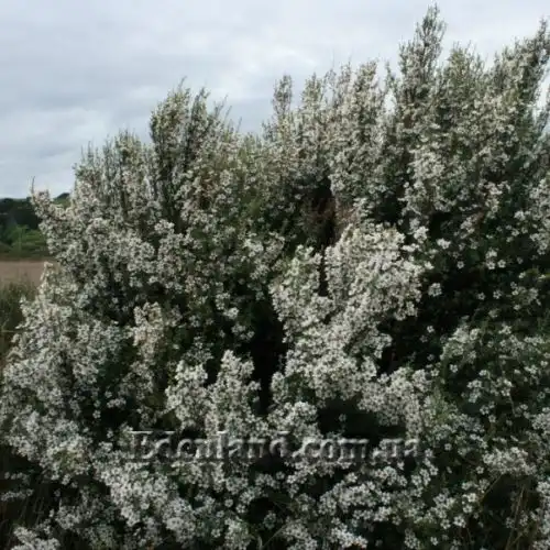 Изображение Кунцея вересковая - Kunzea ericoides