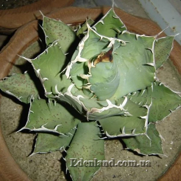 Зображення Агава Отеро  - Agave oteroi