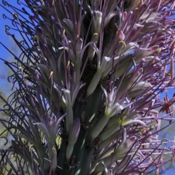 Изображение цветы